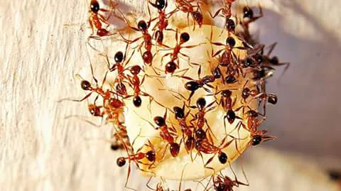 Harness & Son Pest Control Picture 3