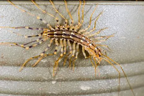 Harness & Son Pest Control Picture 4