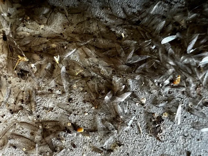Four Seasons Pest Solutions Picture 4