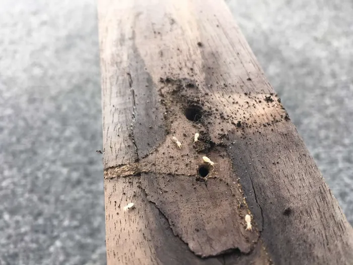 Four Seasons Pest Solutions Picture 2