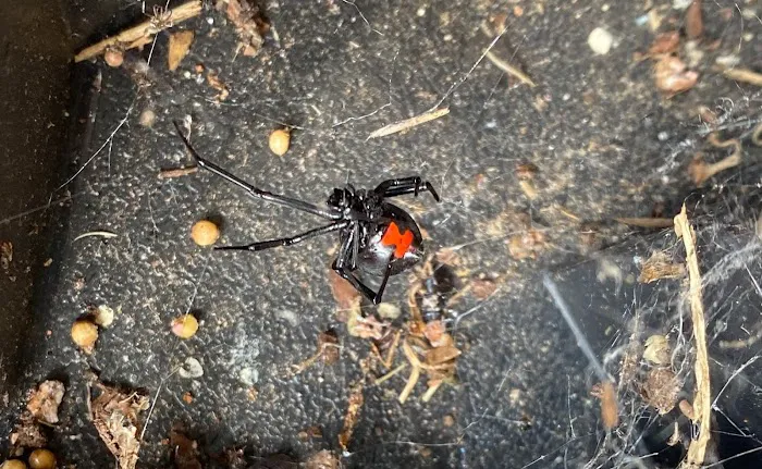 Four Seasons Pest Solutions Picture 3