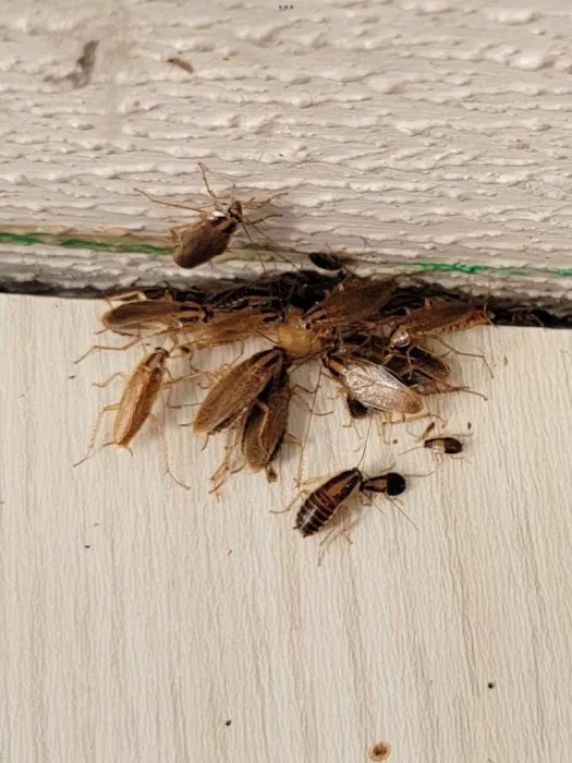 Four Seasons Pest Solutions Picture 8