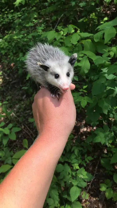Appalachian Wildlife Control Services, LLC Picture 1