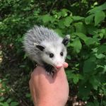 Appalachian Wildlife Control Services, LLC