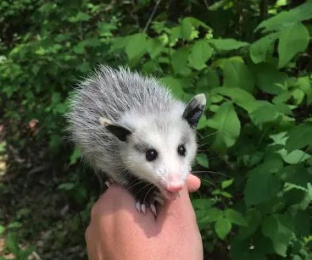 Appalachian Wildlife Control Services, LLC