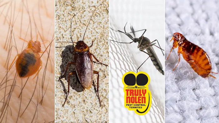 Truly Nolen Pest Control Picture 7