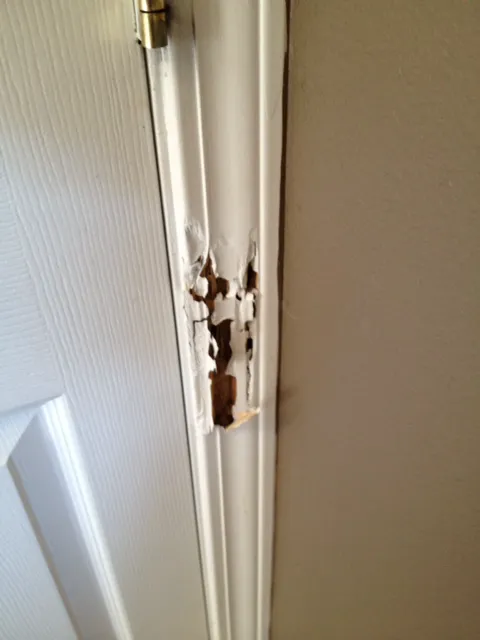 Blue Sky Mosquito & Pest Control Picture 5