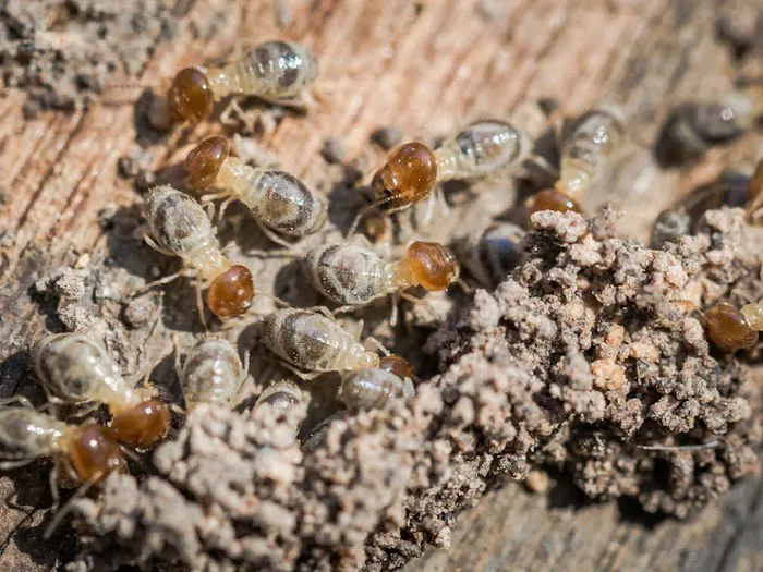 Foothills Pest Control Picture 1