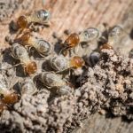 Foothills Pest Control