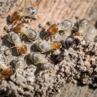 Foothills Pest Control ico