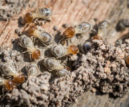 Foothills Pest Control