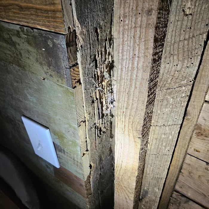 Healthy Home Pest Solutions Picture 5