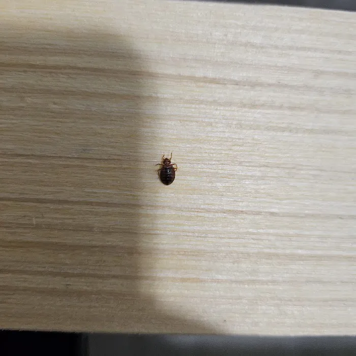 Healthy Home Pest Solutions Picture 2