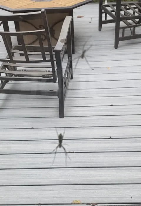 Arrow Exterminators Picture 2