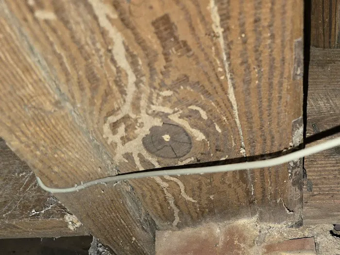 Blue Line Pest Solutions, LLC. Picture 5