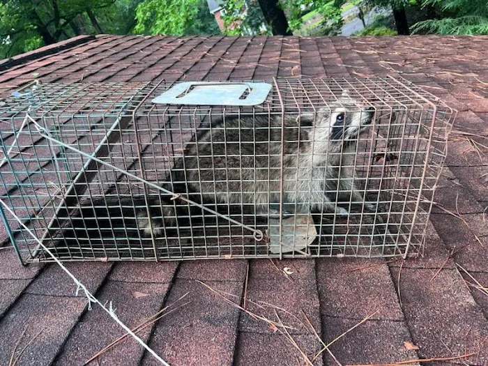 Blue Line Pest Solutions, LLC. Picture 8