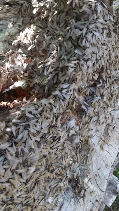 Pest-Tec Picture 3