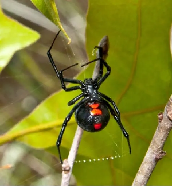 Pest-Tec Picture 10