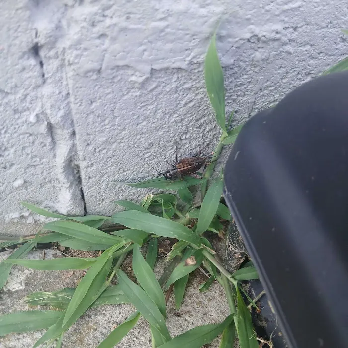 Nextgen Pest Solutions Picture 9