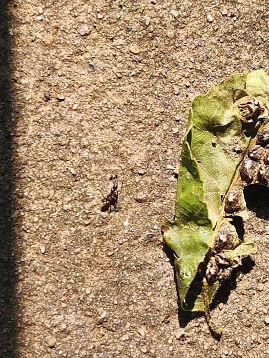 Nextgen Pest Solutions Picture 4