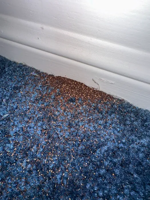 Nextgen Pest Solutions Picture 1