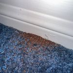 Nextgen Pest Solutions