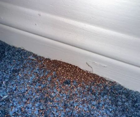 Nextgen Pest Solutions