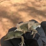 Walker Pest Management