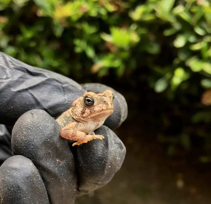 Walker Pest Management Picture 6