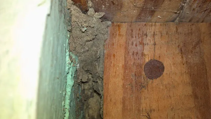 Coastal Termite & Pest Control Picture 2
