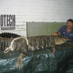 Biotech Pest Management