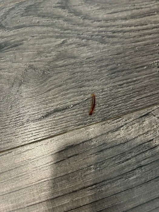 Clark's Termite & Pest Control Picture 6