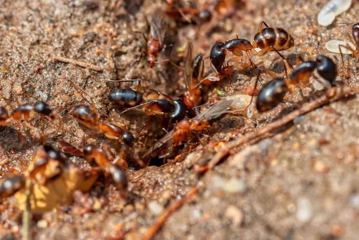 Keith's Termite & Pest Control LLC Picture 7