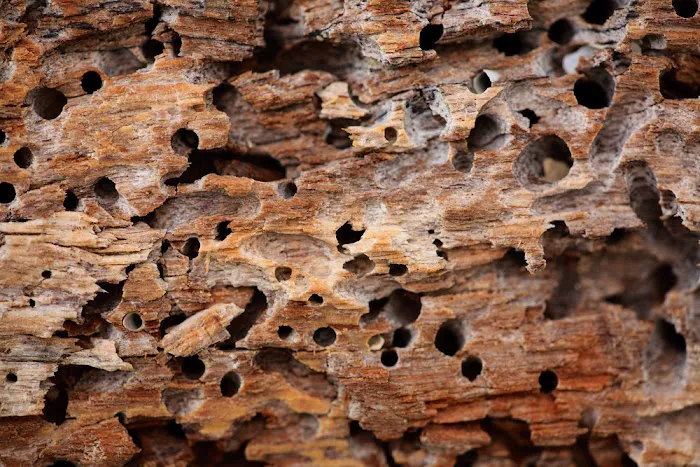 Keith's Termite & Pest Control LLC Picture 8