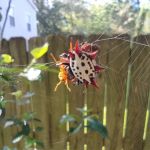 New-Tec Pest Management Inc