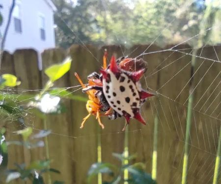 New-Tec Pest Management Inc