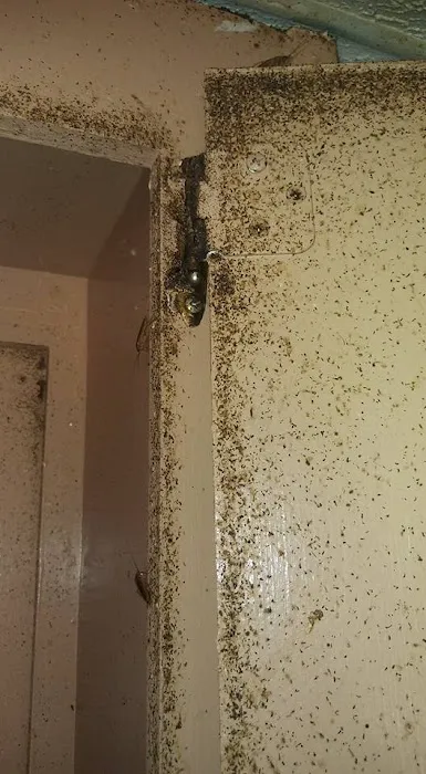 5 Star Pest Control LLC Picture 1