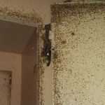 5 Star Pest Control LLC