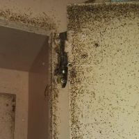 5 Star Pest Control LLC ico