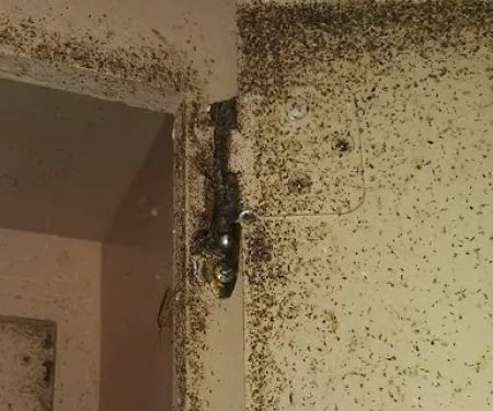 5 Star Pest Control LLC