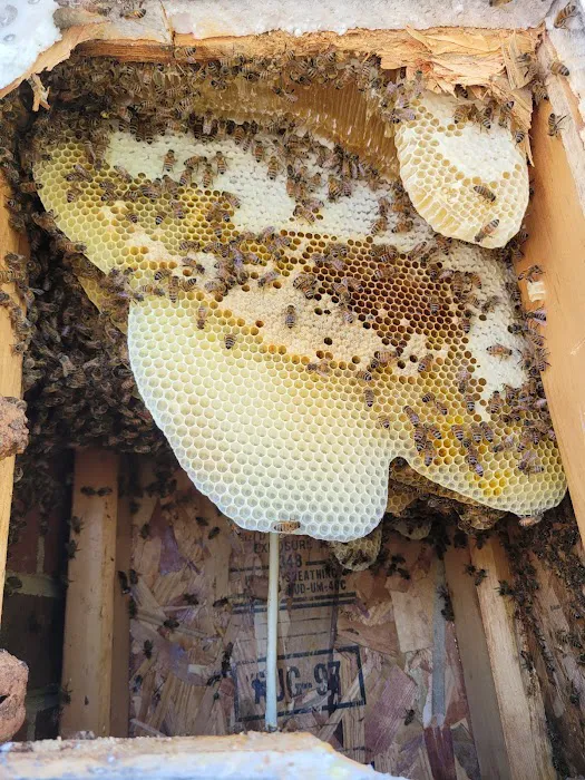 Carolina Honeybee Removal Picture 9