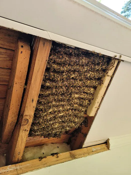 Carolina Honeybee Removal Picture 6