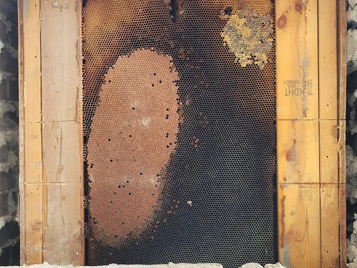 Carolina Honeybee Removal Picture 8