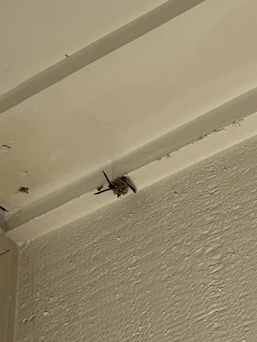 Carolina Honeybee Removal Picture 5