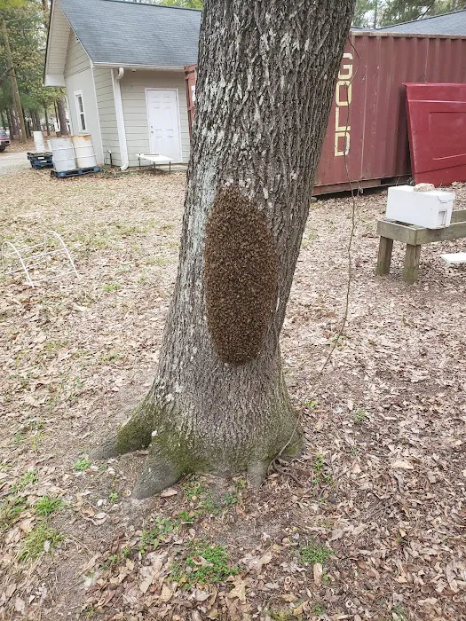 Carolina Honeybee Removal Picture 3