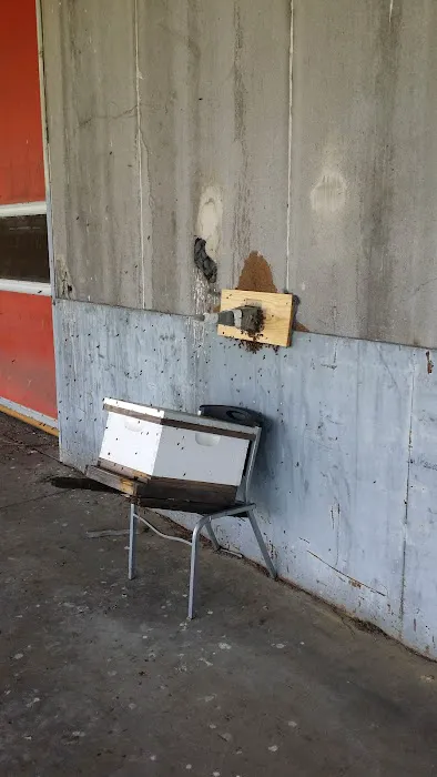 Carolina Honeybee Removal Picture 1