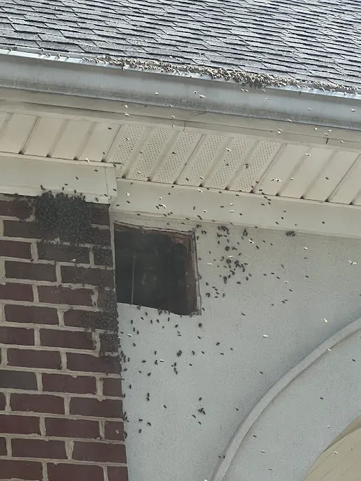 Carolina Honeybee Removal Picture 2
