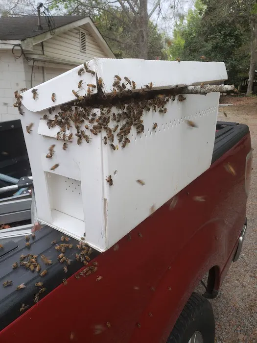 Carolina Honeybee Removal Picture 4