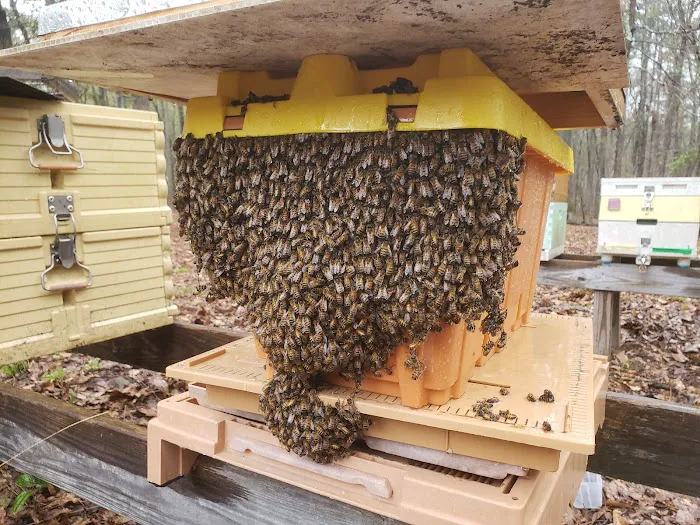 Carolina Honeybee Removal Picture 7