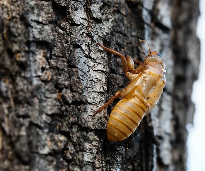 Palmetto Exterminators, Inc. Picture 2